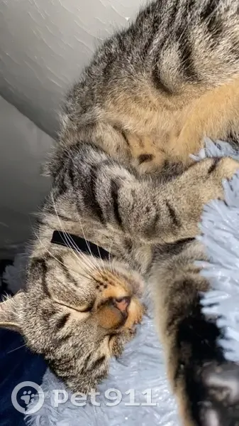 Chatte Chanel disparue à Mulhouse - photo