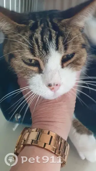 Chatte douce trouvée à Étrochey - photo