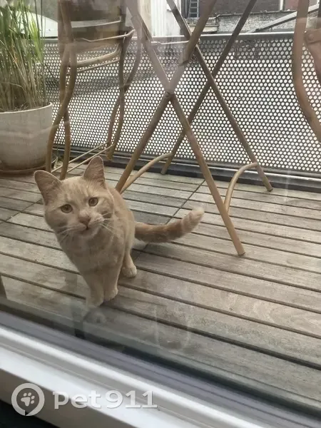 Chat roux trouvé à Lille - photo