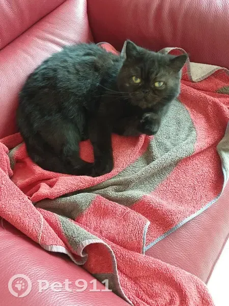 Chatte exotique noire perdue - photo