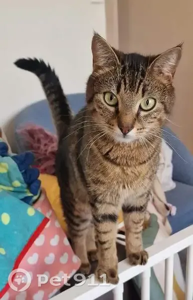 Chat tigré à 3 orteils perdu - photo