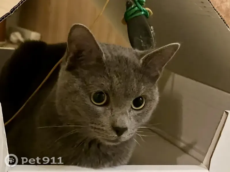 Chat Loki perdu, gris, secteur 92 - photo