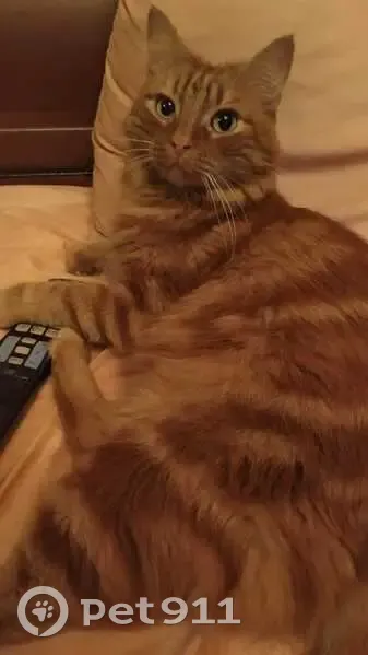 Chat perdu, 1-Y Novyy Pereulok, 12, Taganrog - Bozman, chat domestique - photo