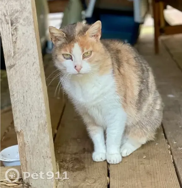 Chat errant à Labenne cherche foyer - photo
