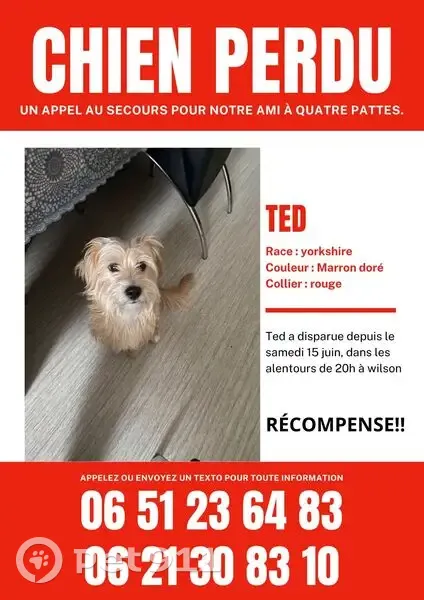 Chien perdu à Reims - Pucé & Vacciné - photo