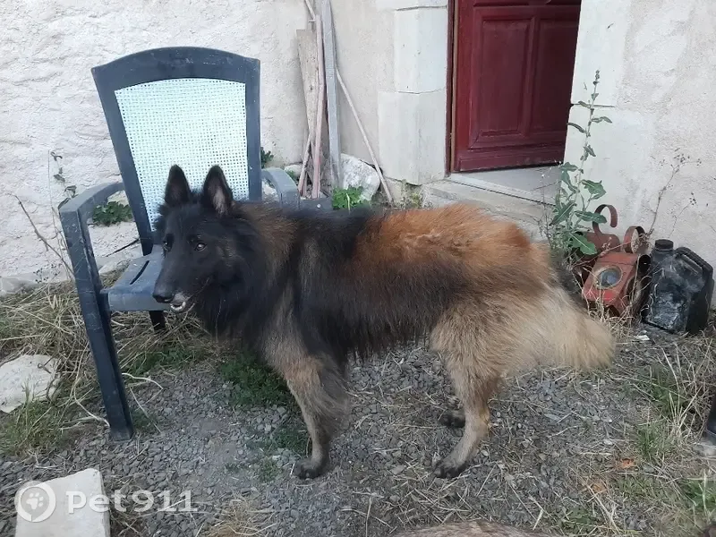 Chien Tervueren perdu à Champdeniers - photo