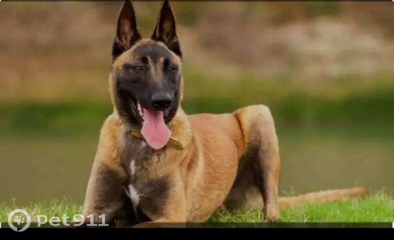 Alerte: Malinois LOU disparu - photo
