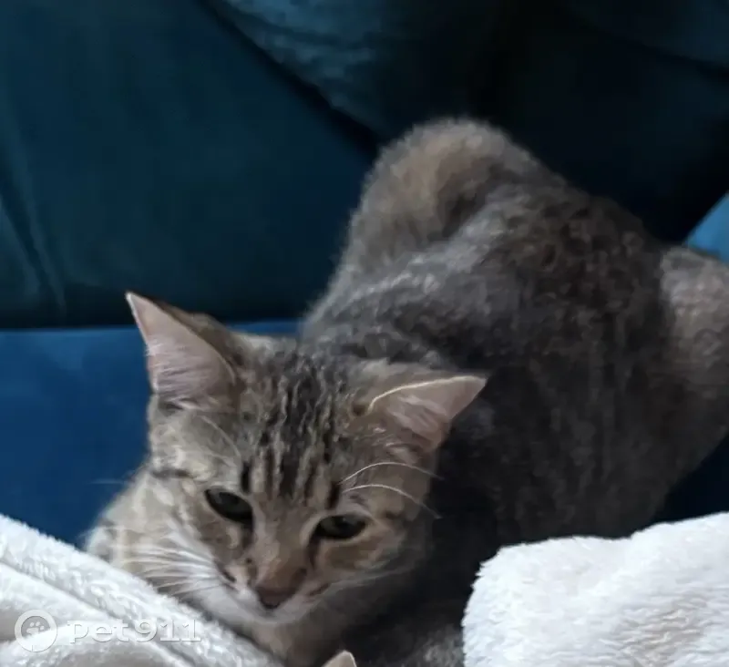 Chatte Minette disparue à Annecy - photo