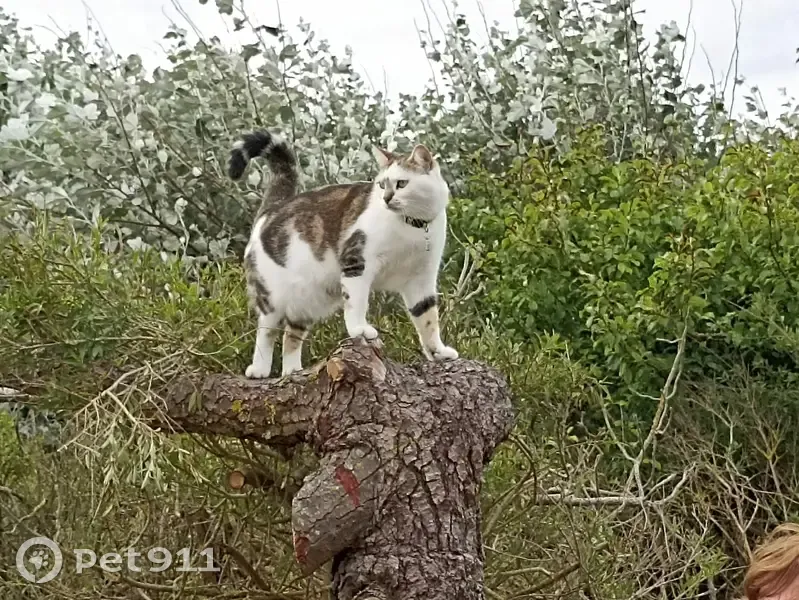 Chatte tigrée disparue à Noisy-le-Grand - photo