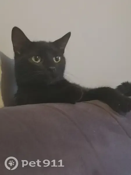 Chat noir perdu à Tournefeuille - photo