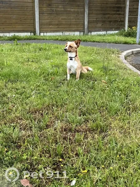 Twilly, chien perdu à Châteaubriant - photo