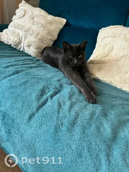 Chat Mâle Perdu - Féchain - photo