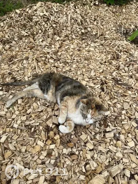 Chat pucé trouvé près du stade - photo
