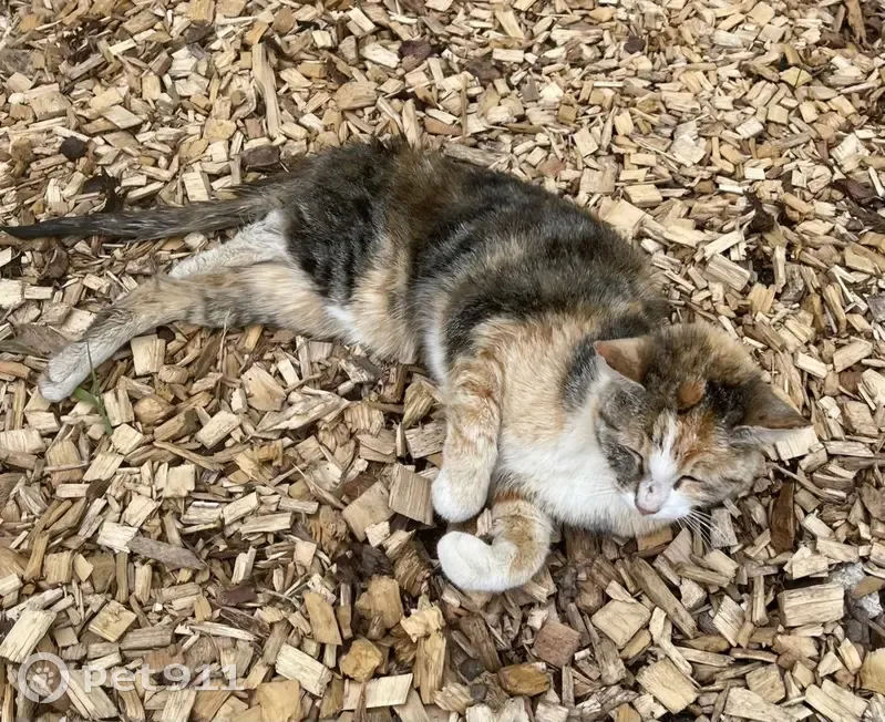 Chat pucé trouvé près de Cornier - photo