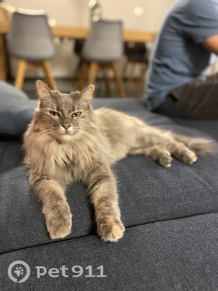 Beauté, chat perdu à Pernes - photo