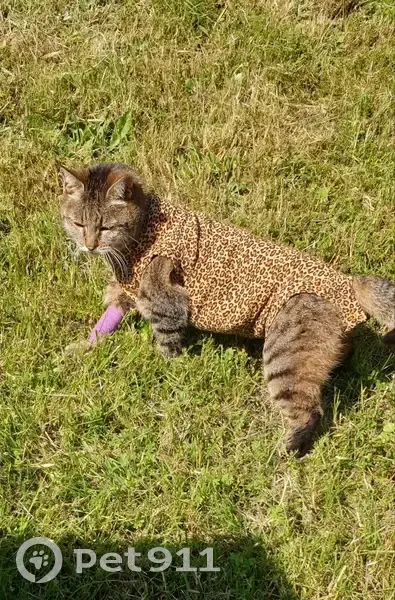 Perdue chatte tigrée en body - photo