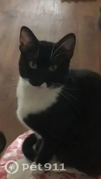 Chat noir et blanc perdu à Lille - photo