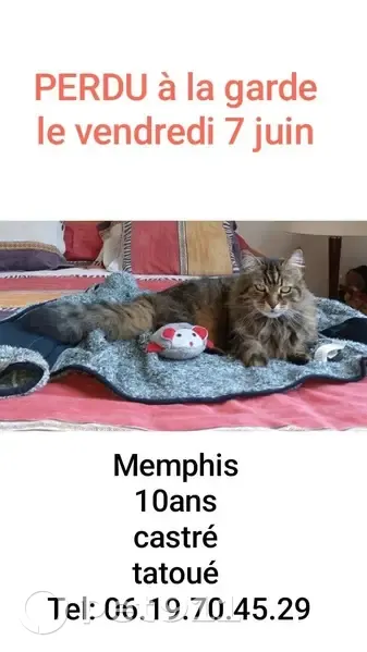 Chat Memphis disparu à La Garde - photo