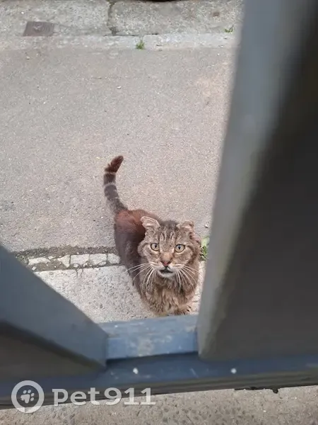 Chat trouvé, fatigué, rue Kéraudy - photo