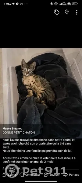 Chaton trouvé à Pommeret - photo