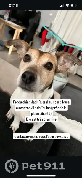 Ivaara, Jack Russel perdue à Toulon - photo