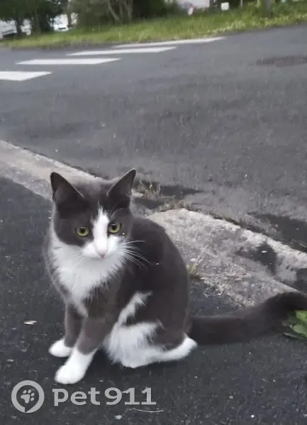 Chaton gris-blanc trouvé à Tours - photo