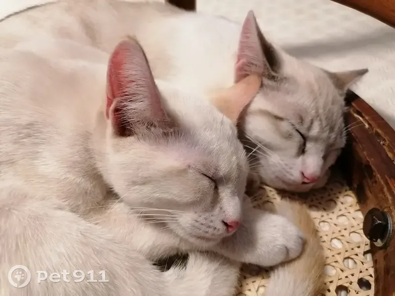 Chat blanc/roux perdu à Montbéliard - photo