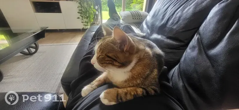Chat tigré perdu - Genay 240 - photo