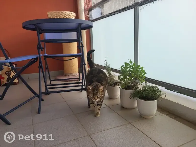Chatte tigrée disparue à Millery - photo