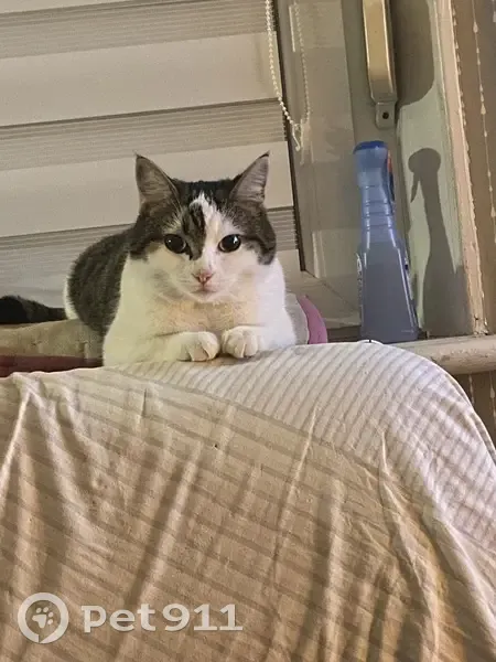 Chatte perdue à Douzy, 3 ans - photo