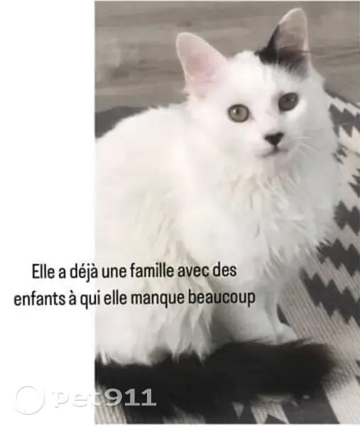 Chatte Nina blanche disparue - photo