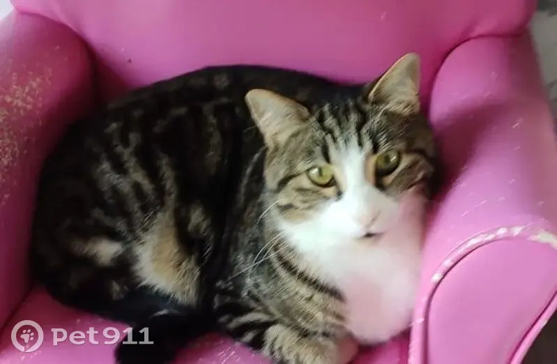 Chat-tigre géant perdu à Corbeil - photo