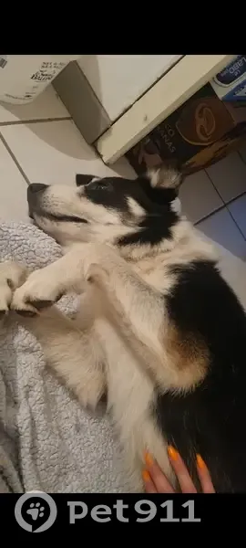 Chien mâle perdu à Galapian - photo