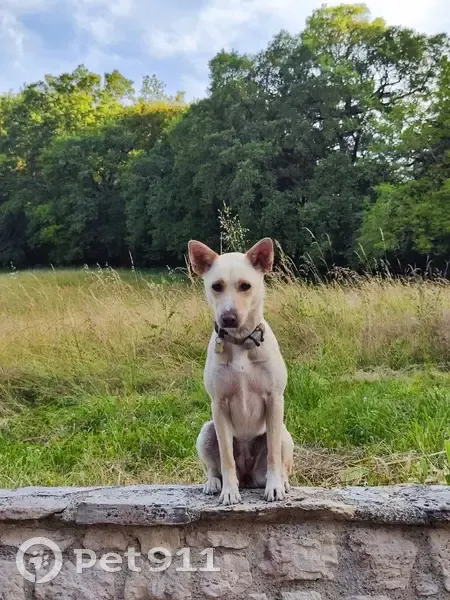 Chien perdu à Roquecor 2401 - photo
