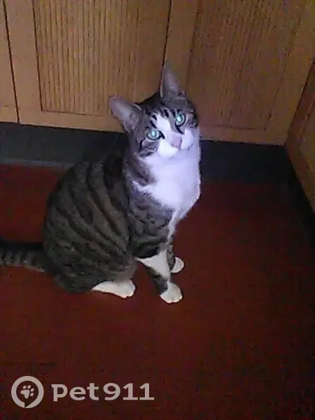 Chatte tigrée perdue à Guérard - photo