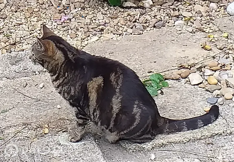 Chatte tigrée perdue à Pont-l'Abbé - photo
