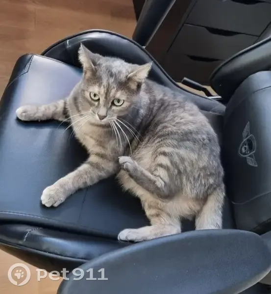 Chat blessé disparu à Nantes - photo