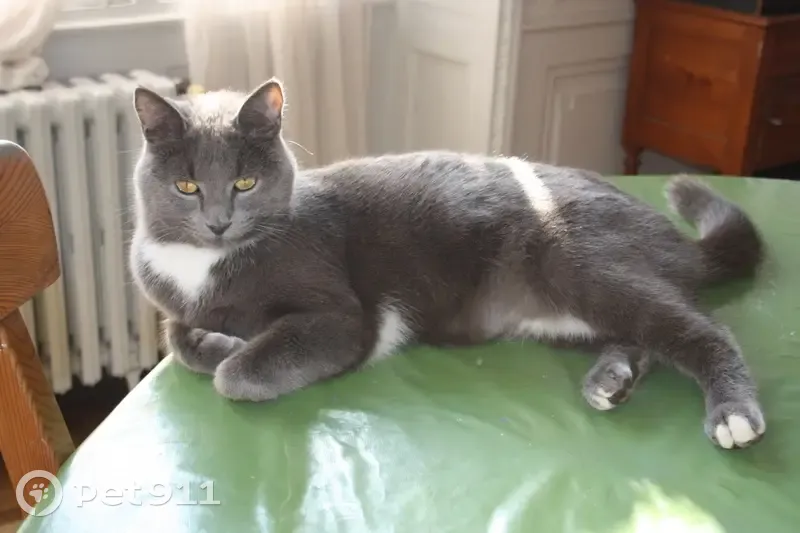 Chat gris mince perdu à Bordeaux - photo