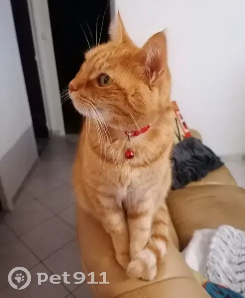 Chat perdu à Anetz (44) - Aidez-nous! - photo