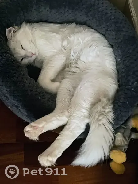 Chat blanc Neige disparu à Meaux - photo