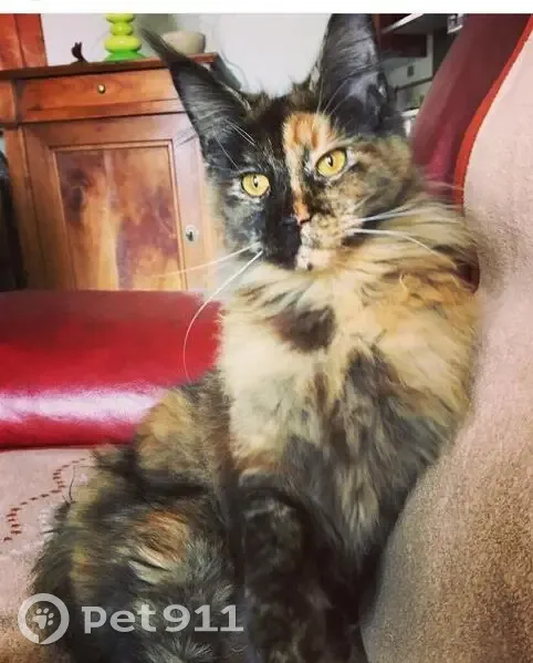 Chatte Maine Coon perdue - Noisette - photo