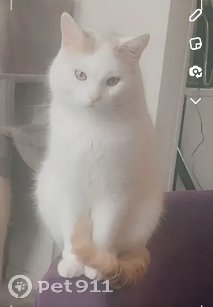 Chat blanc/roux perdu à Roubaix - photo