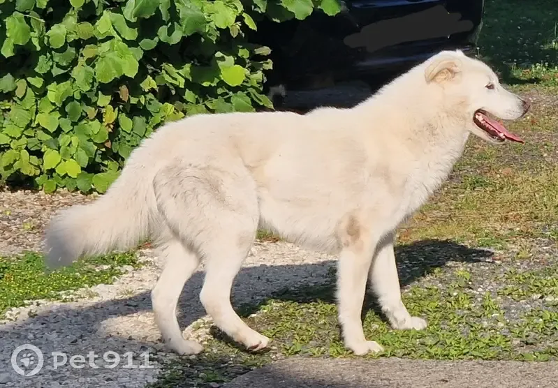 Chien errant maigre à Barbezieux - photo