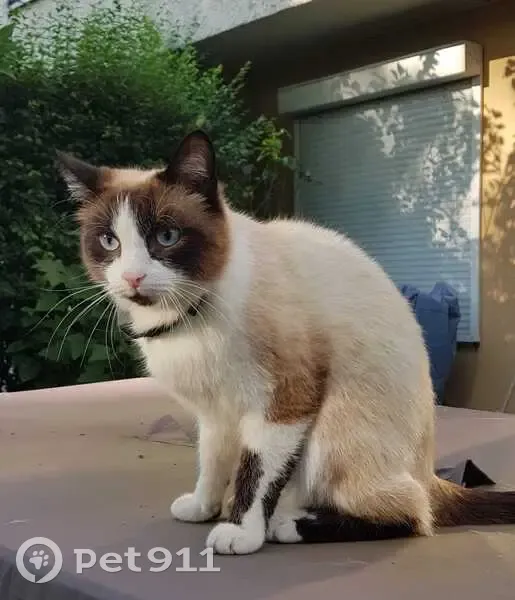 Chat siamois perdu à Fresnes - photo
