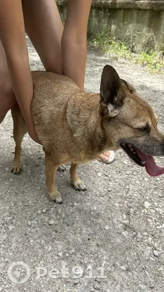 Chien perdu à Entraigues 828 - photo