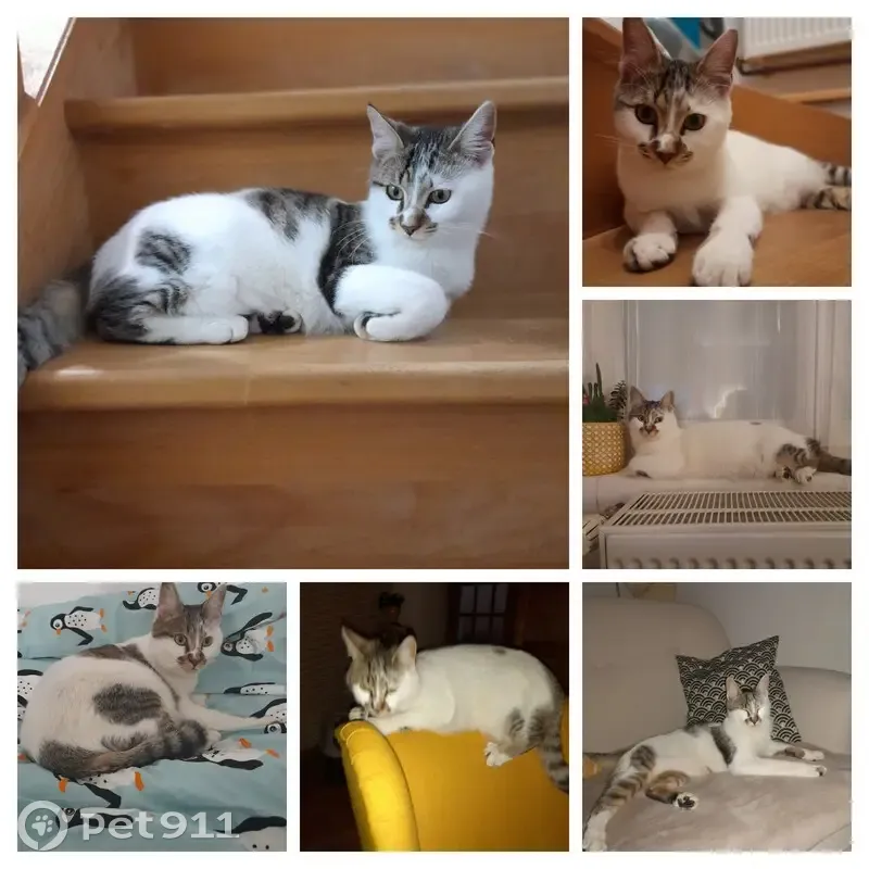 Chat blanc-gris perdu à Saint-Martin - photo