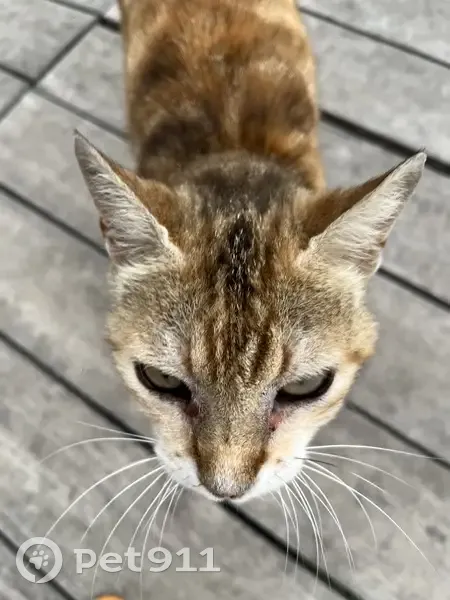 Chat perdu à Gigean, 18 juin - photo