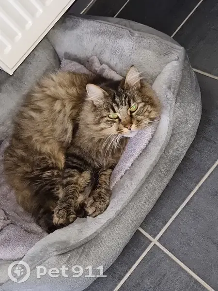 Chat tigré perdu à Esches - photo
