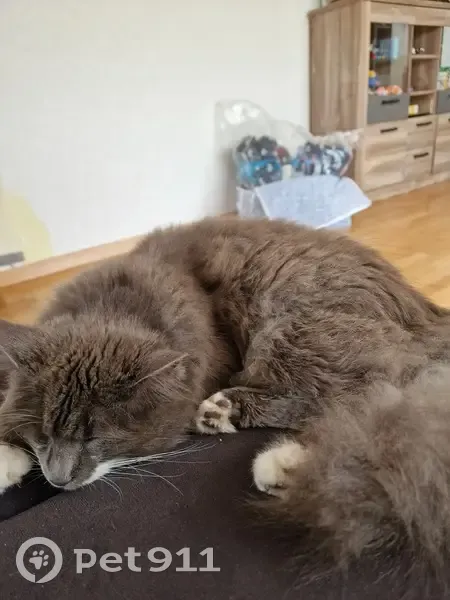 Chat gris borgne perdu à Stuckange - photo