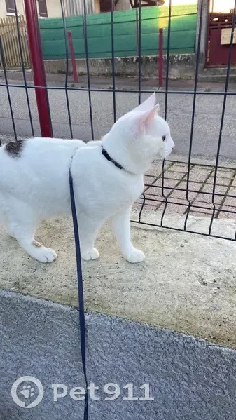Chat noir et blanc perdu, Saint-Agnin - photo